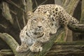 Portrait Persian leopard, Panthera pardus saxicolor sitting on a branch Royalty Free Stock Photo