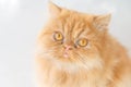 Portrait Persian Longhair Cat, beautiful brown long-haired and brown-golden eyes close up to the round shape face, eyes looking at