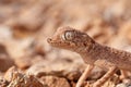 Portrait of the Persian spider gecko, Agamura persica