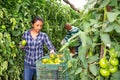 Female horticulturist harvesting green tomatoes in greenhouse Royalty Free Stock Photo