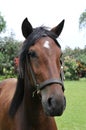 Portrait of Peruvian Horse