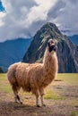 Portrait of the Peruvian Llama alpaca with Machu Piccu mountain. Royalty Free Stock Photo