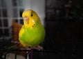 Portrait of a pet budgerigar parakeet sitting on top of her cage indoors