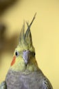 Portrait of pet cockatiel with yellow background Royalty Free Stock Photo