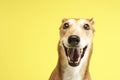 Portrait Of Pet Greyhound Royalty Free Stock Photo