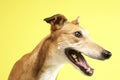 Portrait Of Pet Greyhound Royalty Free Stock Photo