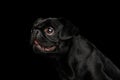Pti Brabanson Dog on isolated black background