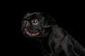 Pti Brabanson Dog on isolated black background Royalty Free Stock Photo