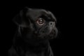 Pti Brabanson Dog on isolated black background