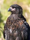 Portrait of Phalcoboenus australis, Striated caracara, Sounders Island, Falkland Islands-Malvinas