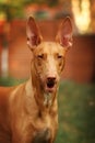 Portrait of a Pharaoh's dog Royalty Free Stock Photo
