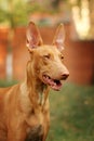 Portrait of a Pharaoh's dog Royalty Free Stock Photo