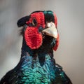 Portrait of a pheasant in the park Royalty Free Stock Photo