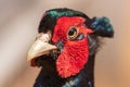 Portrait of a pheasant in the park Royalty Free Stock Photo
