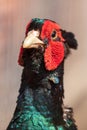 Portrait of a pheasant in the park Royalty Free Stock Photo