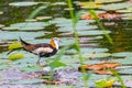 Portrait of a Pheasant tailed Jacana Royalty Free Stock Photo