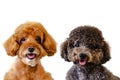 Portrait photo of adorable smiling brown and black toy Poodle dogs on white background