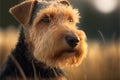 Portrait photo of an adorable Welsh Terrier dog. Welsh Terrier closeup view. generative AI