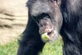 The chimpanzees, Pan, are a genus of the great ape family, Hominidae