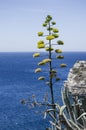 Portrait photo of agave plant