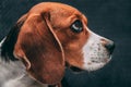 Portrait photo of a Beagle dog expressively looking to the side