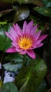 Blooming pink water lily flower in pond Royalty Free Stock Photo