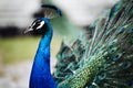 a portrait photo of beautiful peacock with feathers out Royalty Free Stock Photo