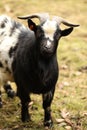 Portrait of a black and white goat with horns on the farm Royalty Free Stock Photo