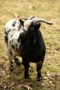 Portrait of a black and white goat with horns on the farm Royalty Free Stock Photo