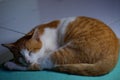 portrait photo of a domestic cat sleeping like a Persian cat in the morning against a dark background