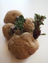 Portrait photo of Epicure potatoes chitting on a white background