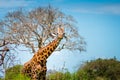 Giraffe isolated in the savanna in Kenya, Africa, safari in Tanzania and Uganda wildlife photography from African safari tours Royalty Free Stock Photo