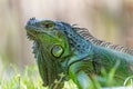 Portrait photo of green American iguana in mini zoo in Miri town.