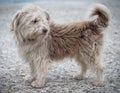 Portrait photo of the homeless dog Ronny.