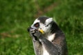 Ring tailed lemur eating fruit