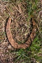 Portrait photo of an old horse shoe on the ground Royalty Free Stock Photo