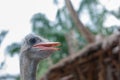 Portrait photo of ostrich with blurred background Royalty Free Stock Photo