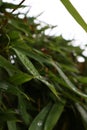 Portrait photo of rain drops on bamboo leaves. Close up green nature background pattern wallpaper. Royalty Free Stock Photo