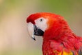 Portrait photo of a Scarlet Macaw