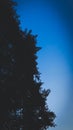 A portrait photo of silhouette leaf and sky