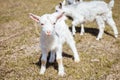 A small four-footed animal. Hatchling of a goat. Funny animal. Royalty Free Stock Photo