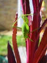 Speckled bush cricket on the red stems of a plant