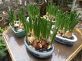 Portrait photo of water narcissus plants, put on some pots can be use on chinesse new year plants