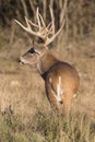 Portrait photograph of a beautiful whitetail buck Royalty Free Stock Photo