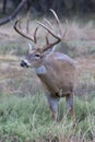 Portrait photograph of big whitetail buck Royalty Free Stock Photo