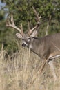 Portrait photograph of Whitetail Buck during the fall season Royalty Free Stock Photo