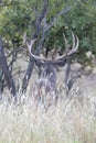 Portrait photograph of a wide spread whitetail buck looking over field Royalty Free Stock Photo