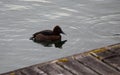 portrait of a male ferruginous duck Royalty Free Stock Photo