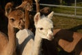 portrait photography of two cute, little alpaca babies Royalty Free Stock Photo