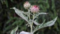 Artichoke blooming close up photography.